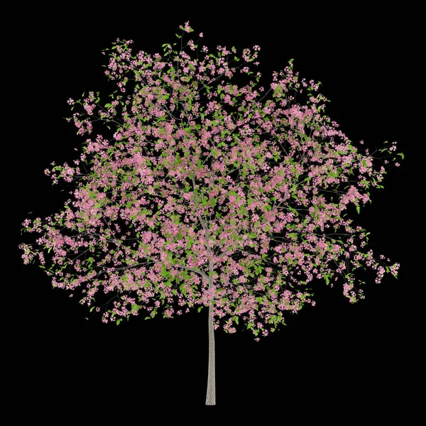 Árvore de ameixa floração isolado em fundo preto. Ilustração 3d — Fotografia de Stock