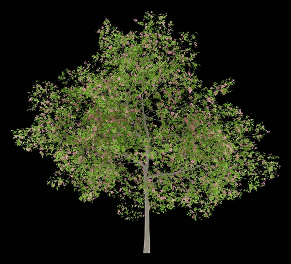 Квітуче сливове дерево ізольоване на чорному тлі. 3d ілюстрація — стокове фото