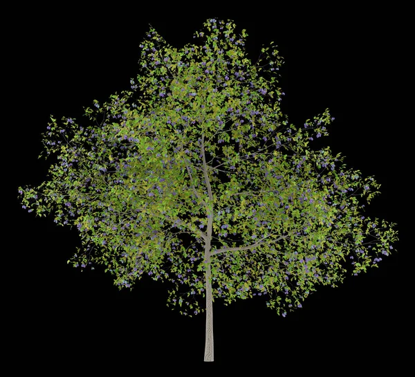 Plommonträd med plommon isolerad på svart bakgrund. 3D illustrati — Stockfoto