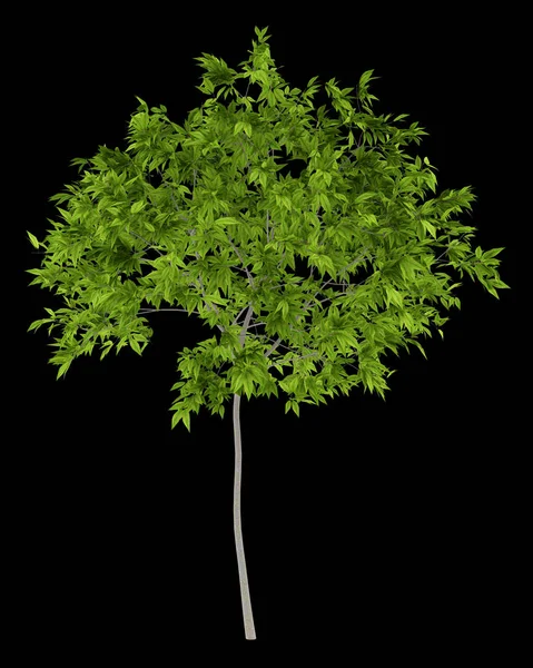 Wiśniowe drzewo na białym na czarnym tle. ilustracja 3D — Zdjęcie stockowe