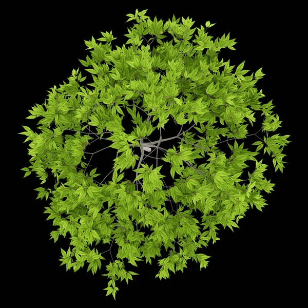Widok z góry wiśniowego drzewa na białym na czarnym tle. ilustr 3D — Zdjęcie stockowe