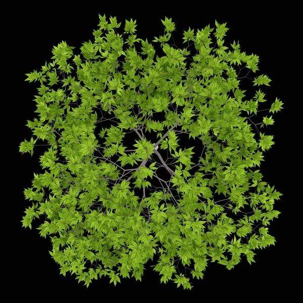 Üstten Görünüm siyah arka plan üzerine izole kiraz ağacının. 3D illustr — Stok fotoğraf