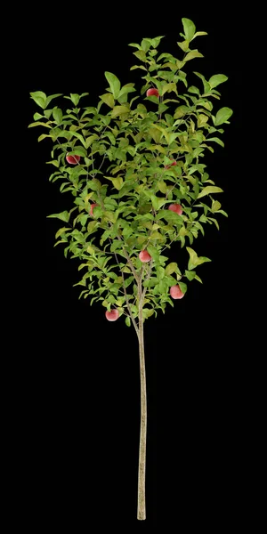 Apple tree with red apples isolated on black background. 3d illu — Stock Photo, Image