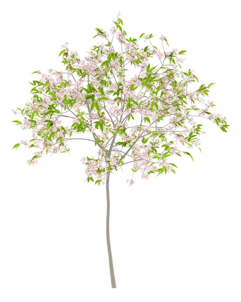 在白色背景上分离的开花樱桃树。3d 说明 — 图库照片