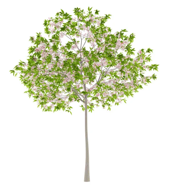 Flowering cherry tree isolated on white background. 3d illustrat — Stock Photo, Image