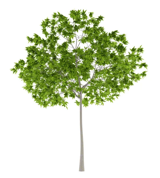 Wiśniowe drzewo na białym tle. ilustracja 3D — Zdjęcie stockowe