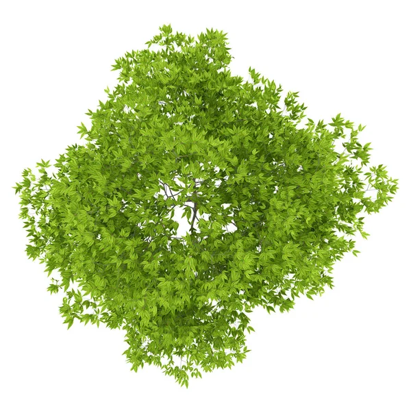 Widok z góry wiśniowego drzewa na białym tle. ilustr 3D — Zdjęcie stockowe