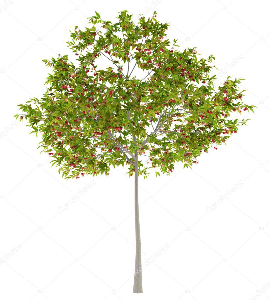 cherry tree with cherries isolated on white background. 3d illus