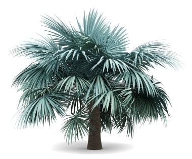 Beyaz arkaplanda izole edilmiş gümüş fan palmiyesi