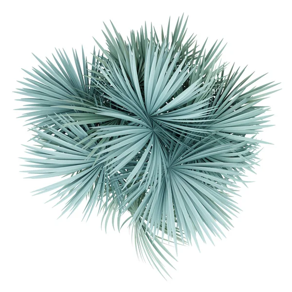 Srebrna palma wentylatora izolowana na białym tle. widok z góry — Zdjęcie stockowe
