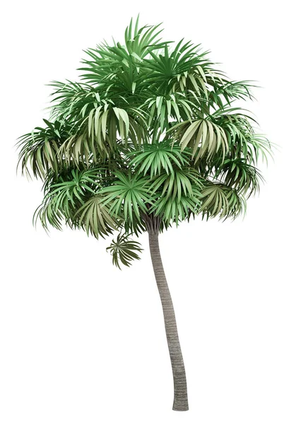 被白色背景隔离的茅草棕榈树 — 图库照片