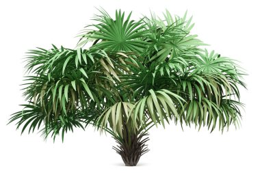 Beyaz arkaplanda izole edilmiş thatch palmiye ağacı