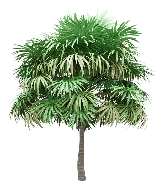 Thatch Palm Träd Isolerad Vit Bakgrund — Stockfoto