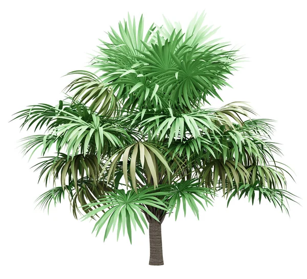 Thatch Palm Boom Geïsoleerd Witte Achtergrond — Stockfoto