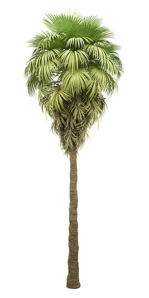 被白色背景隔离的加州棕榈树 — 图库照片