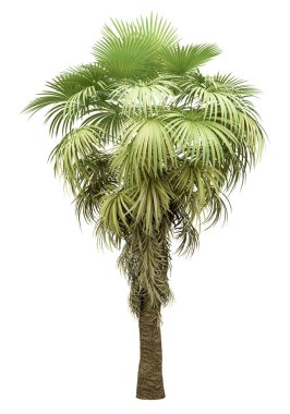california palm tree isolated on white background clipart