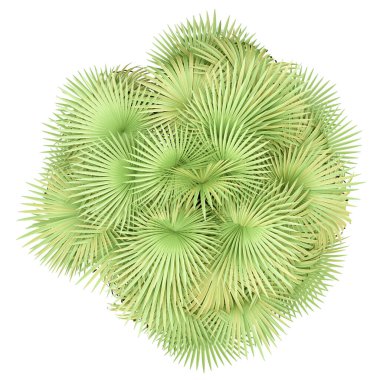 Kaliforniya palmiyesi beyaz arka planda izole edilmiş. en üstteki görünüm