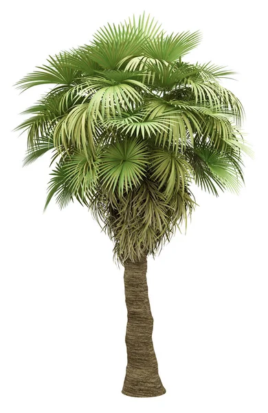 California Palmboom Geïsoleerd Witte Achtergrond — Stockfoto