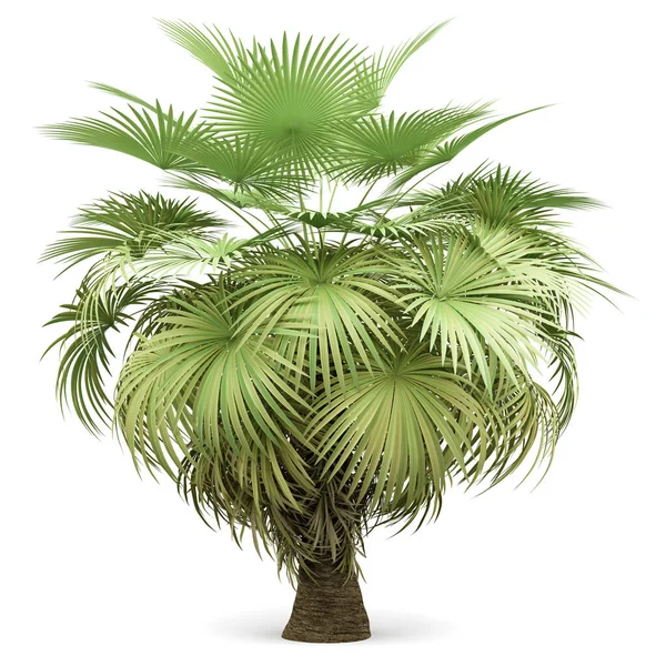 California Palm Tree Isolated White Background — Stock Photo, Image