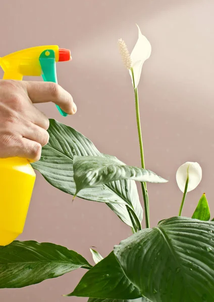Spraying water on potted flower — Stock Photo, Image