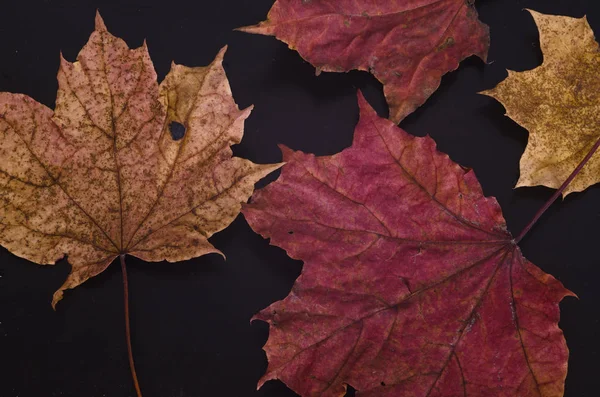 Höst lönn blad låg på svart matt yta — Stockfoto