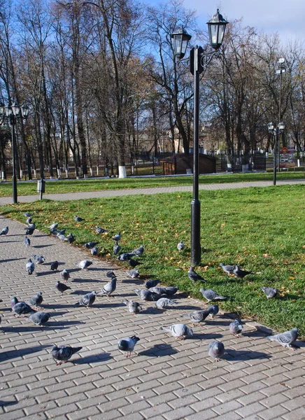 A flock of pigeons on the stone pavement — Stock Photo, Image