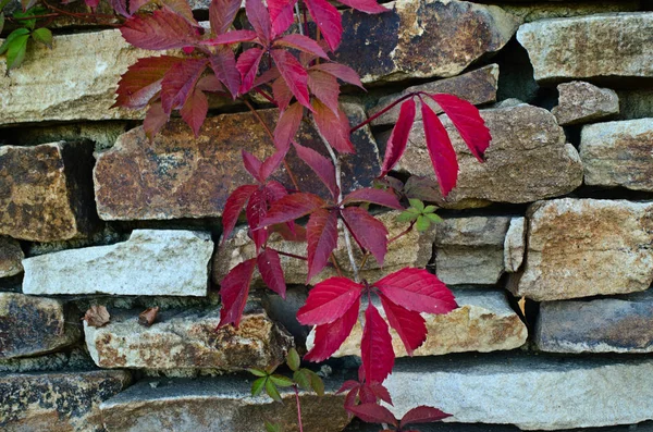Plant with red leaves on stone wall background — Stock Photo, Image