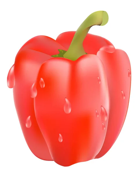 Vector drawing of red pepper — Stock Vector