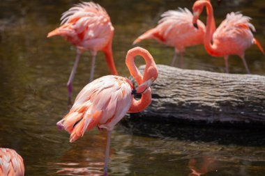 Büyük Flamingo (Phoenicopterus roseus) su üzerinde