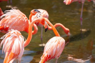 Büyük Flamingo (Phoenicopterus roseus) su üzerinde