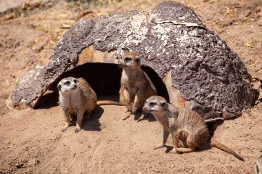 Surricatas 'ı dışarıda izleyen bir grup.