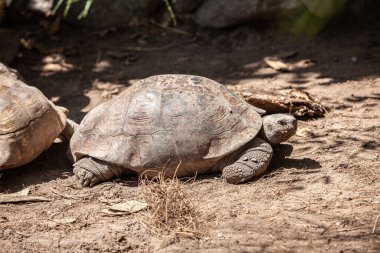 Parktaki büyük kaplumbağa.