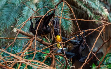 Hayvanat bahçesindeki megabat.