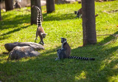 Park 'ta Lemur' u takip eden halka.