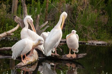 Beyaz pelikan hayvanat bahçesinde
