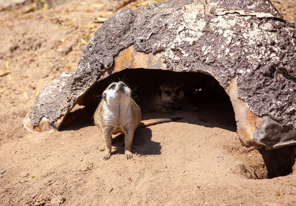 非洲本土动物Meerkat Suricata Suricatta的肖像 — 图库照片