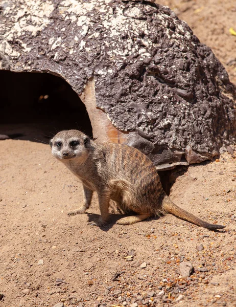 Meerkat Suricata Suricatta Nın Portresi Afrikalı Yerli Hayvan — Stok fotoğraf