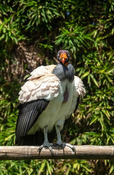 King Vulture Outdoors Park — Stock Photo, Image