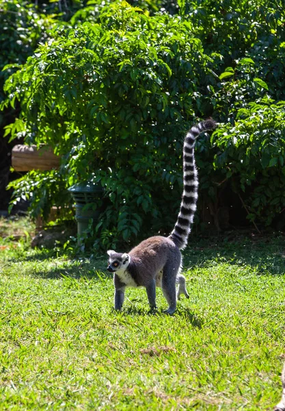 Park Lemur Takip Eden Halka — Stok fotoğraf