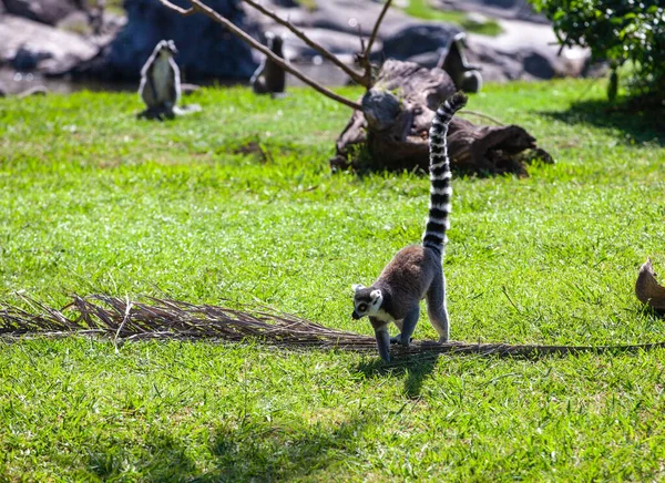Lémurien Queue Cerclée Plein Air Dans Parc — Photo