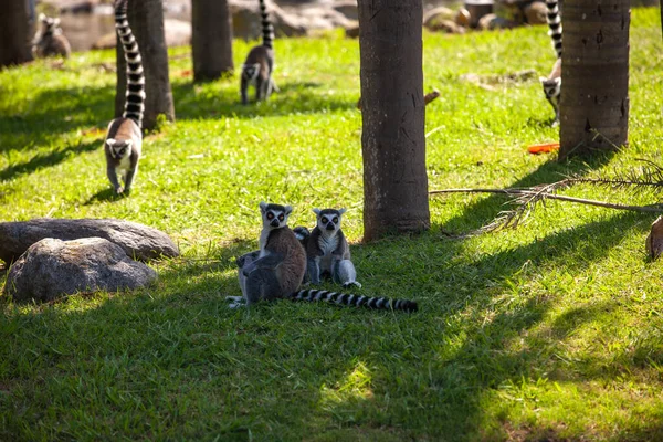 Cincin Ekor Lemur Luar Ruangan Taman — Stok Foto