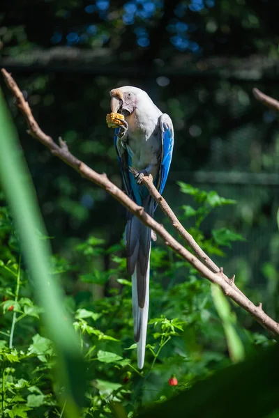 Hermoso Loro Colorido Parque — Foto de Stock