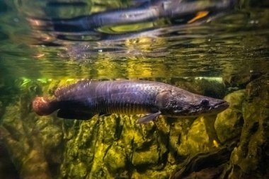 Bir akvaryumda su altında çok güzel