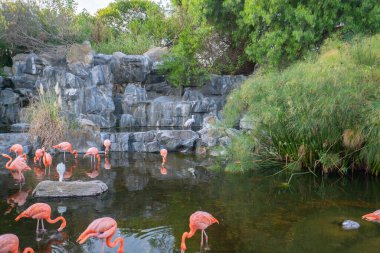 Büyük Flamingo (Phoenicopterus roseus) su üzerinde