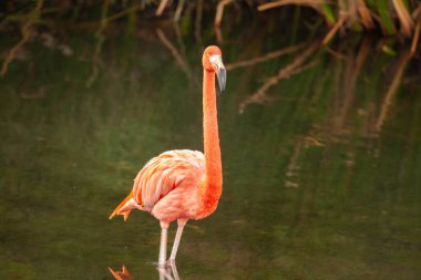 Büyük Flamingo (Phoenicopterus roseus) su üzerinde