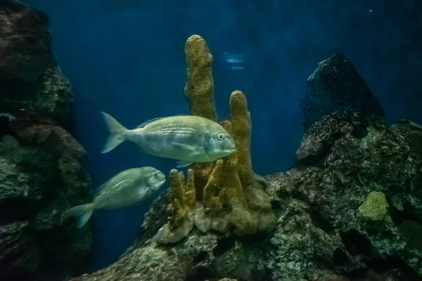 Mooi Onderwater Een Aquarium — Stockfoto