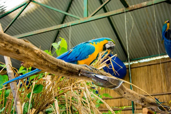 Schöner Bunter Papagei Park — Stockfoto