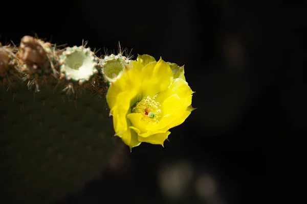 Flor Cactus Floreciente Cerca — Foto de Stock