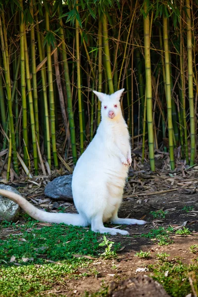 Hayvanat Bahçesindeki Beyaz Kanguru — Stok fotoğraf