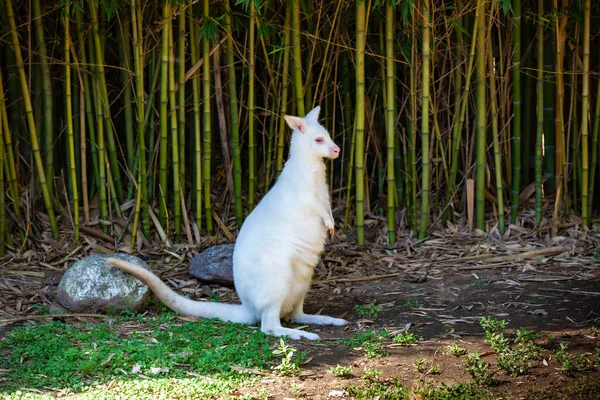 Weißes Känguru Zoo — Stockfoto